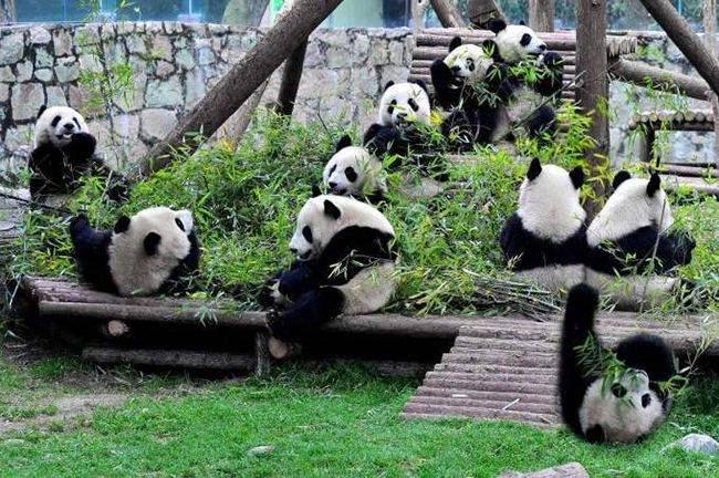 重庆跟团游玩三天大概费用多少去重庆旅游更省钱攻略推荐(图1)
