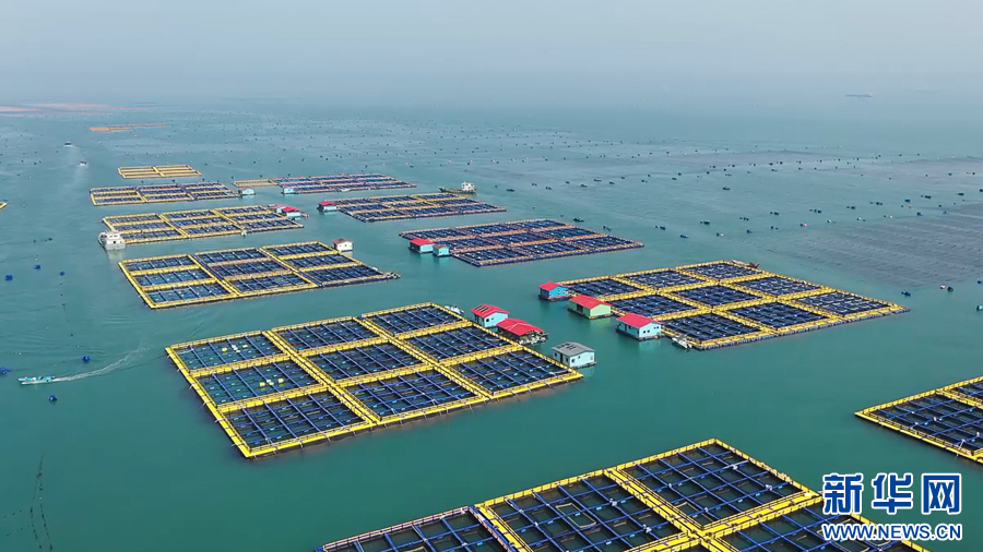 福建霞浦：2000万尾大黄鱼“搬家”外海深水大网箱-新华网(图1)