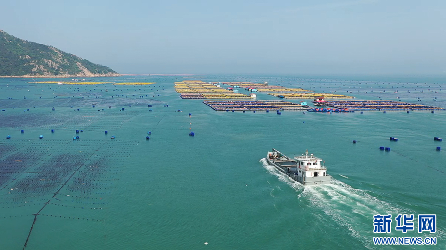 福建霞浦：2000万尾大黄鱼“搬家”外海深水大网箱-新华网(图4)