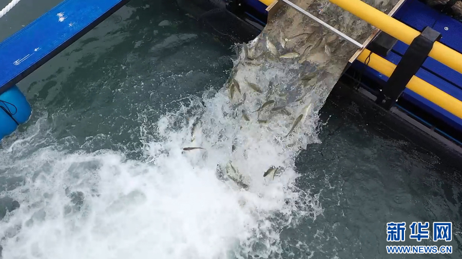 福建霞浦：2000万尾大黄鱼“搬家”外海深水大网箱-新华网(图5)